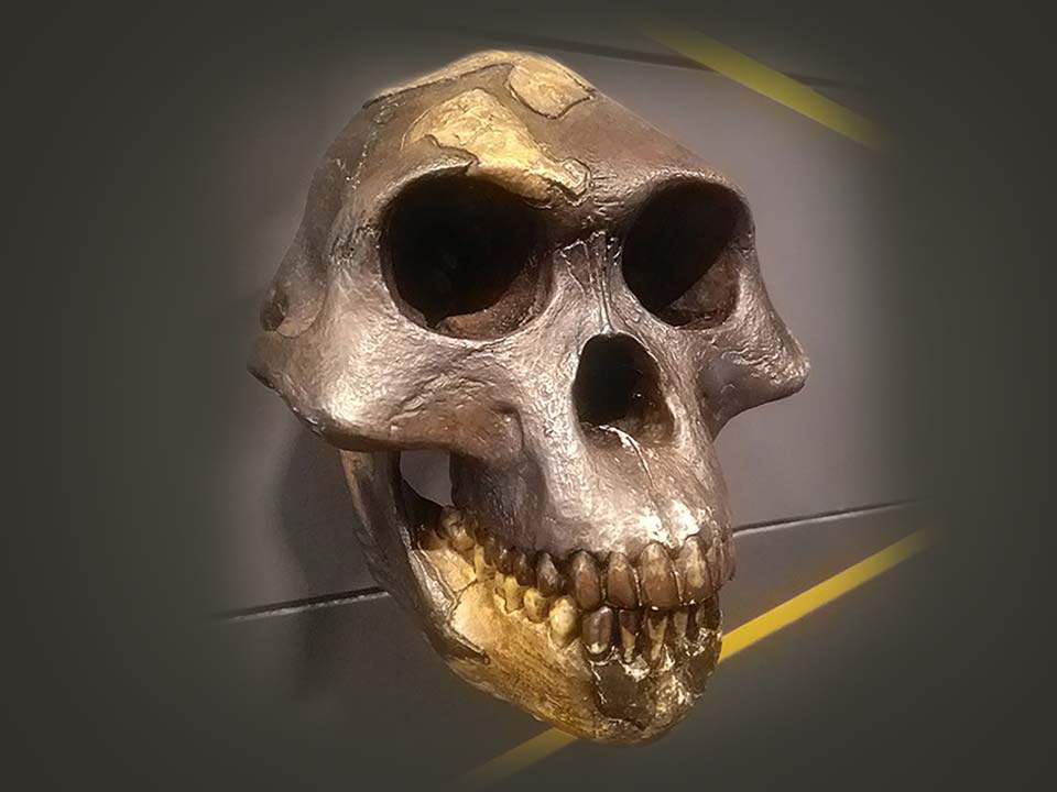 Photo of hominin skull