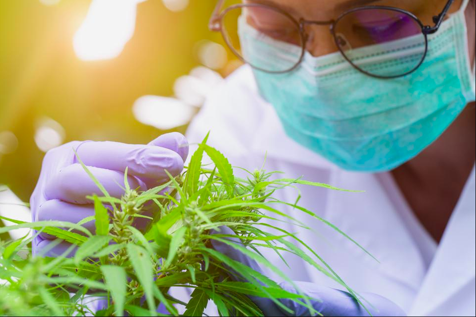 Scientist examining plant