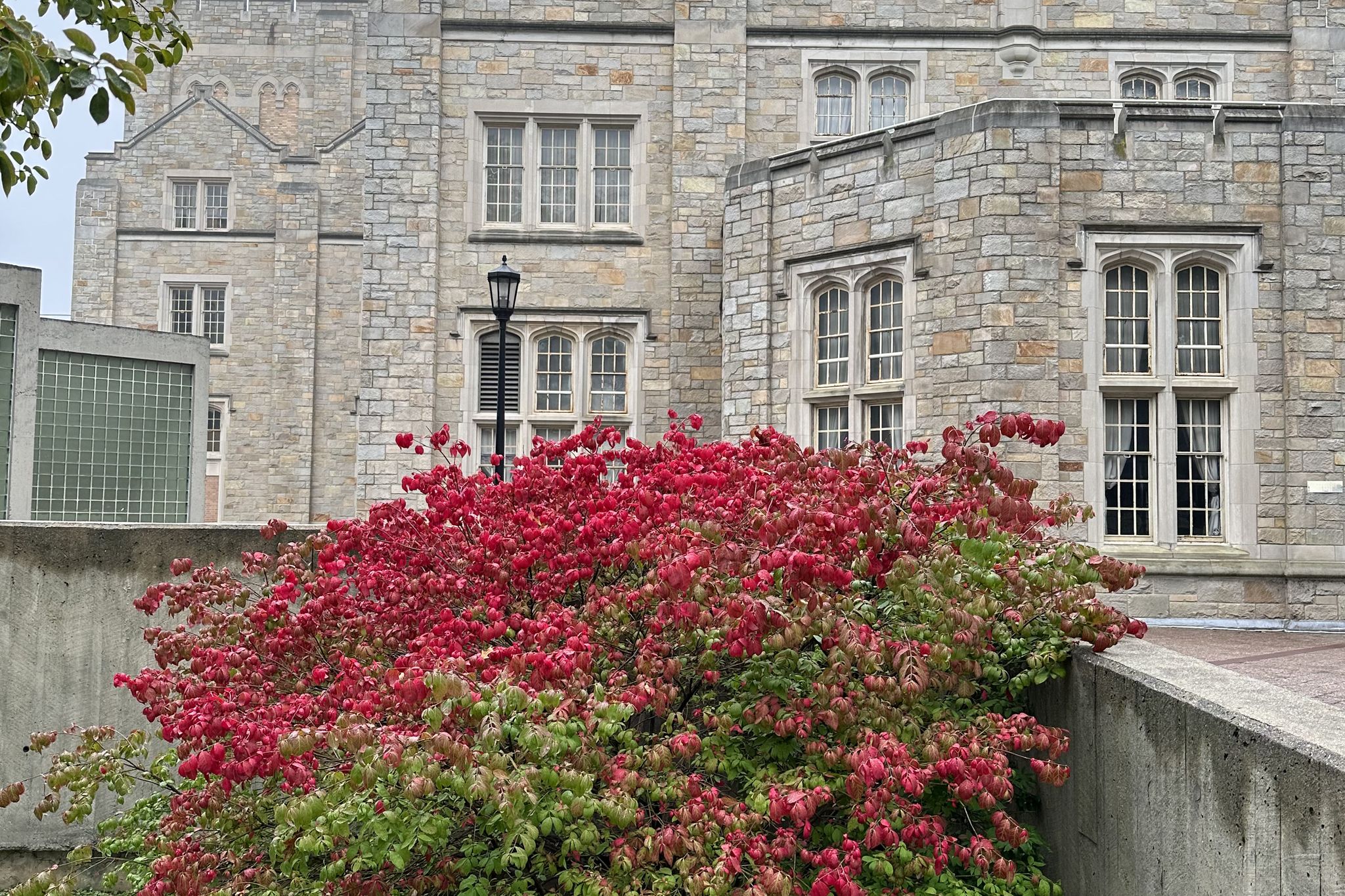 Photo of the Week: (Cropped) School of Natural and Social Sciences Dean Pamela Mills captured these leaves changing color near the Music Building.