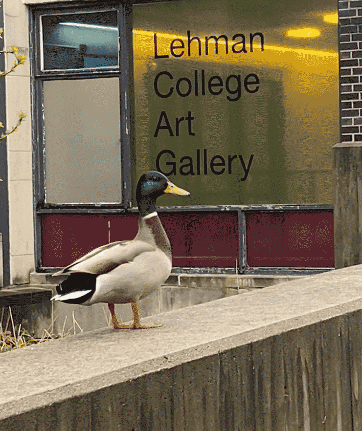 Photo of the Week: A rainy start of the week calls for a nature-focused feature. This male Mallard was caught on video by William Murray.