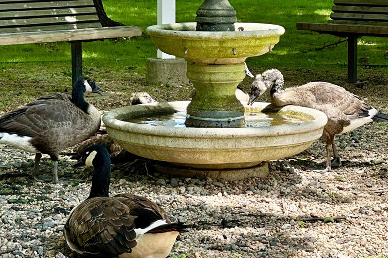 Geese and Goslings drink at the peace fountain on hot summer days in 2025