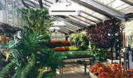 greenhouse_1